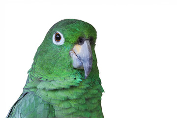 Green parrot bird isolated on white background