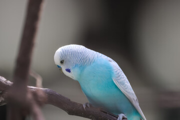 Budgie also called as Parakeet Commonly Called As Love Bird
