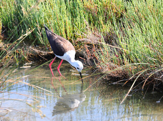 bird called himantopus himantopus or CAVALIERE D ITALIA in italian language with long beak
