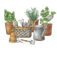 Ceramic pots with culinary herbs- rosemary, parsley and basil. Vintage garden scissor, pruning shear, trowel, rake in basket and watering can. Hand drawn watercolor painting illustration isolated