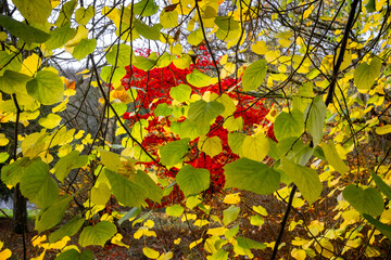 Autumnal translucent green leaves with brilliant red tree in background in Wiltshire, UK on 17 November 2024
