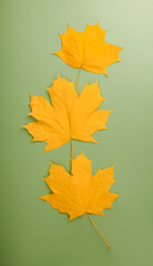 Autumn concept - narrow vertical picture for the interior - on a pistachio background, three yellow dry autumn maple leaves