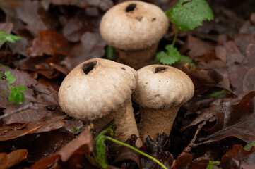 common puffball at the veluwe