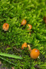 mica cap at the veluwe