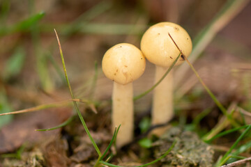 dung roundhead at the veluwe
