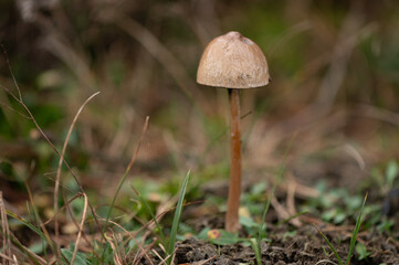 shiny mottlegill at the veluwe