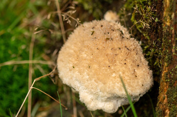 Close-up of a powderpuff bracket fungus at the veluwe