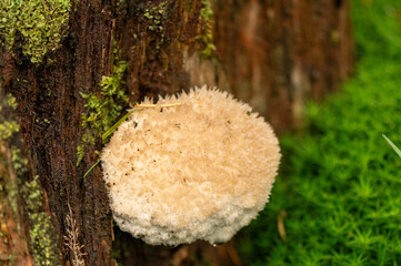 Close-up of a powderpuff bracket fungus at the veluwe