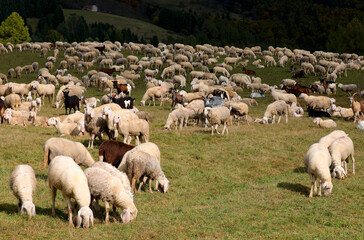 Obraz premium large flock of sheep and goats grazing in a meadow