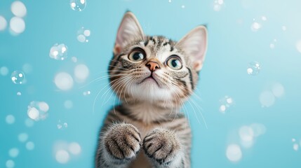 Adorable Tabby Kitten with Big Blue Eyes Playfully Gazing Upward Surrounded by Soft Floating Bubbles Against a Light Blue Background