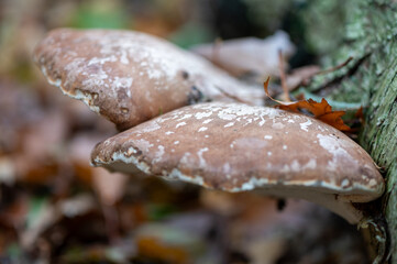 close-up of a large birch polypore hanging on a treeside
