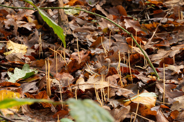 close-up of a large group of yellow skinny fungus between leaves