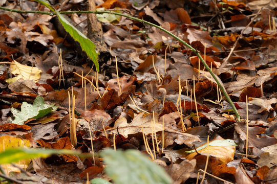 close-up of a large group of yellow skinny fungus between leaves