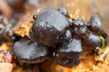 close-up of a black witches butter fungus