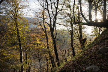 Landscape with beautiful fog in forest on hill or Trail through a mysterious winter forest with autumn leaves on the ground. Road through a winter forest. Magical atmosphere. Azerbaijan nature