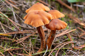 close-up of a group of  Laccaria proxima fungus