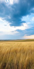 A field of tall grass with a cloudy sky in the background. The sky is mostly cloudy with a few patches of blue