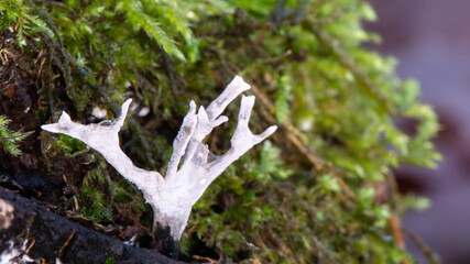 close-up of a  single species of white candlestick fungus