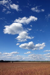 Obraz premium Getreidefeld mit Wolken