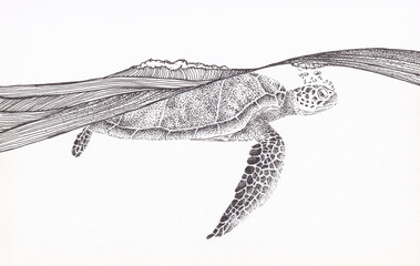 Pen and ink drawing of a turtle at the surface of the sea