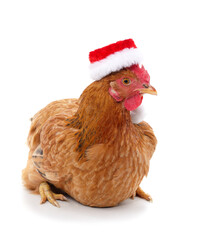 Chicken in a christmas hat.