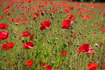 Obraz premium Klatschmohnfeld