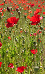 Fototapeta premium Klatschmohnfeld