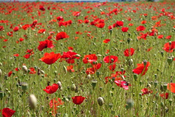 Fototapeta premium Klatschmohnfeld