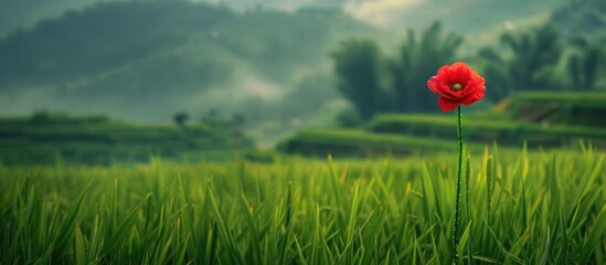 Red Flower Beauty Surrounded by Rice Field