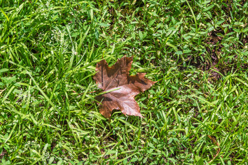 The colors of autumn. Dry maple leaf fell on the green grass.