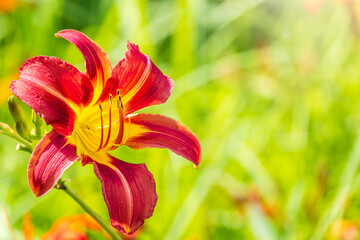 Close up of a single orange day lily, Hemerocallis fulva, in full bloom.
