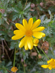 Flor amarilla