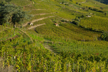 Cornas vineyard hillsides with stone sheds during autumn season under morning light