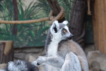 lemur on a tree