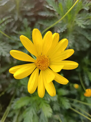 Flor amarilla en el jardín 