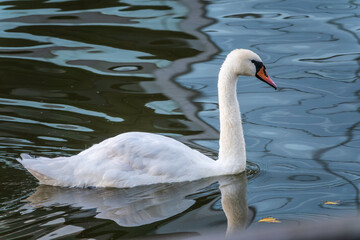 A graceful white swan swimming on a lake with dark water. The white swan is reflected in the water
