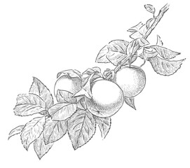 Sketch of apple tree branch with leaves and ripe fruits, realistic hand drawing, vector illustration isolated on white