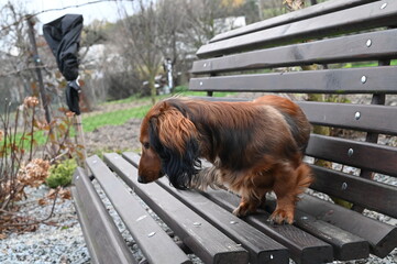 A close-up view of a young dachshund with a reddish-brown coat, sitting on a wooden bench in...