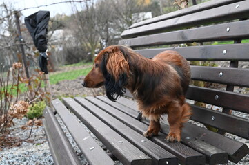 A close-up view of a young dachshund with a reddish-brown coat, sitting on a wooden bench in...