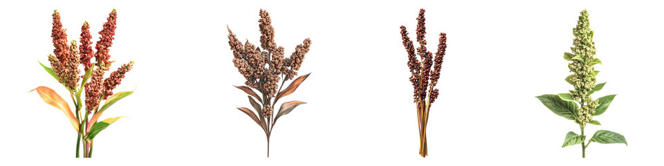 Obraz premium Quinoa isolated on transparent background, Set of