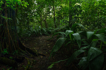 Costa Rica rain forest
