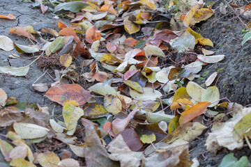 A pile of fallen leaves on the ground, with various colors and shapes. The leaves include brown tones, green hues, red shades, yellow stripes, a