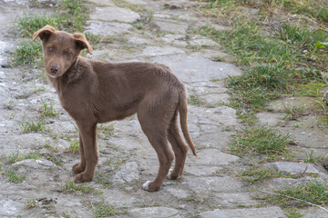 A brown puppy stands on the stone road, its tail raised and ears hanging down, looking at me curiously