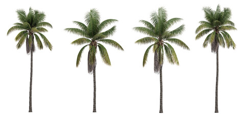 set of Acrocomia aculeata trees on transparent background