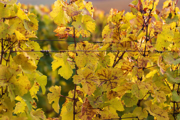 Colorful golden autumn leaves of grapevine growing in a vineyard.