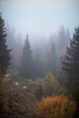 Autumn fog in the High Tatras