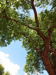 Eugenia dysenterica tree in Tocantins Brazil