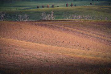 Obraz premium Autumn field