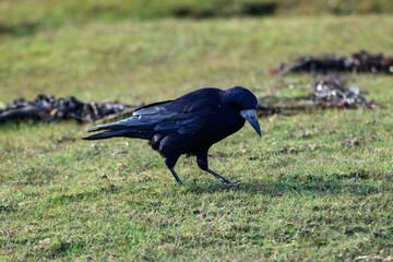 The black rook is searching for food on the lush green grass. Its glossy feathers shine in the sunlight as it walks leisurely, showcasing its keen observation skills