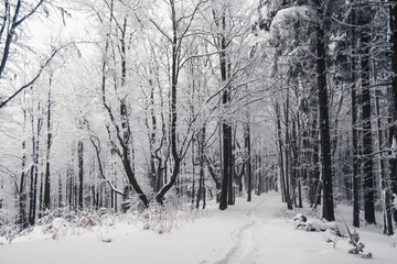 Winter in the mountains